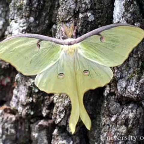 thumbnail for publication: Luna Moth, Actias (=Tropaea) luna (Linneaus) (Insecta: Lepidoptera: Saturniidae: Saturniinae)